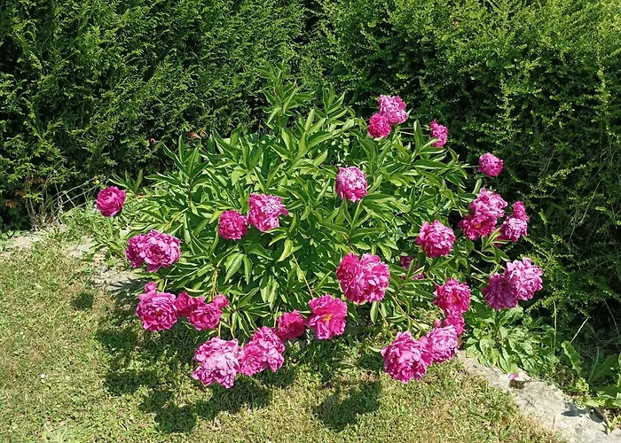 La Rose De Provins